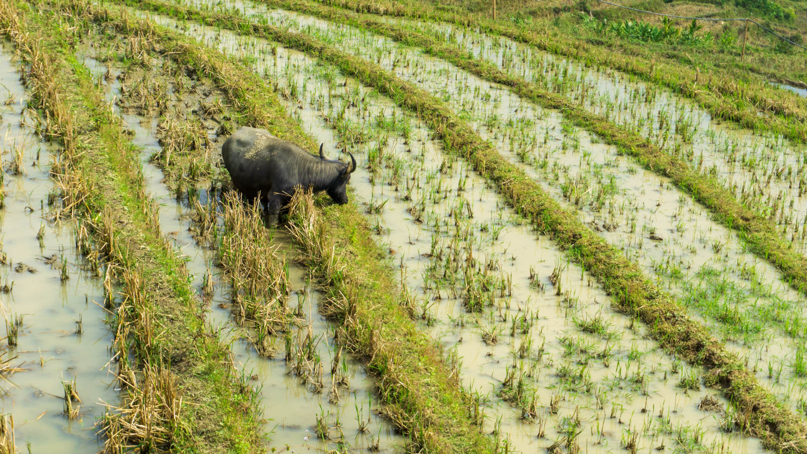 Bull in the paddy fields